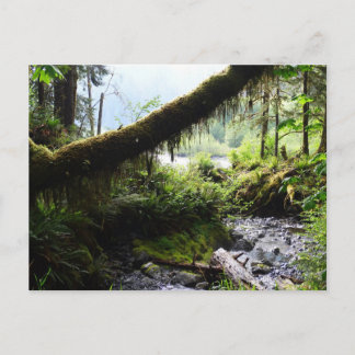 Washington State-vykort: Quinault Rain Forest Vykort