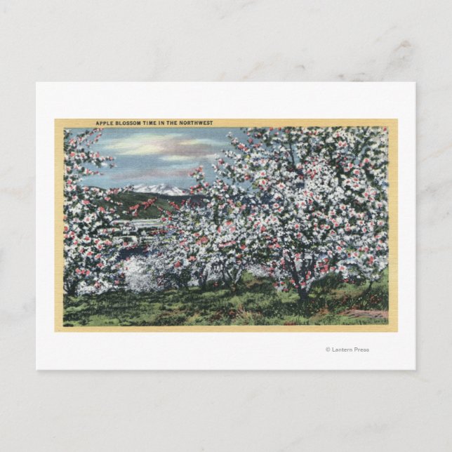 Washington - vy över Apple Träd i Blommar Vykort (Framsida)
