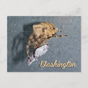 Washington vykort, Gea Spider Vykort