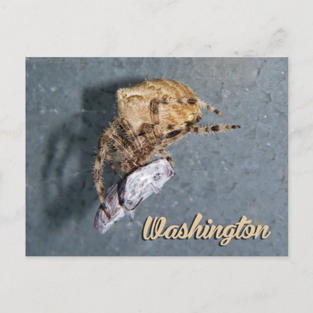 Washington vykort, Gea Spider Vykort (Framsida)