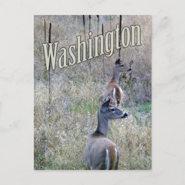 Washington vykort, Två vita Svan Hjort Vykort (Framsida)