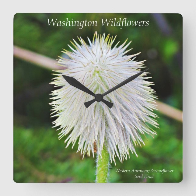 Washington Wildblomma Pasqueflower White Seed Head Fyrkantig Klocka (Framsida)