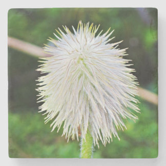 Washington Wildflower Pasqueflower Vit Fröhöjd Stenunderlägg