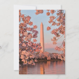 Washingtonmonotre med körsbärsblommor kort