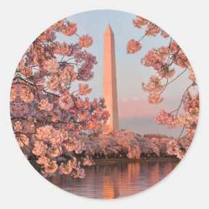 Washingtonmonument och körsbärsblommor dekal runt klistermärke