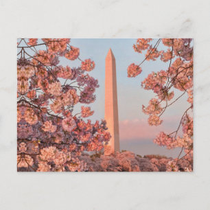 Washingtonmonumentet - Körsbärsblommor Vykort