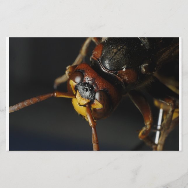 WASP BREVPAPPER (Framsida)