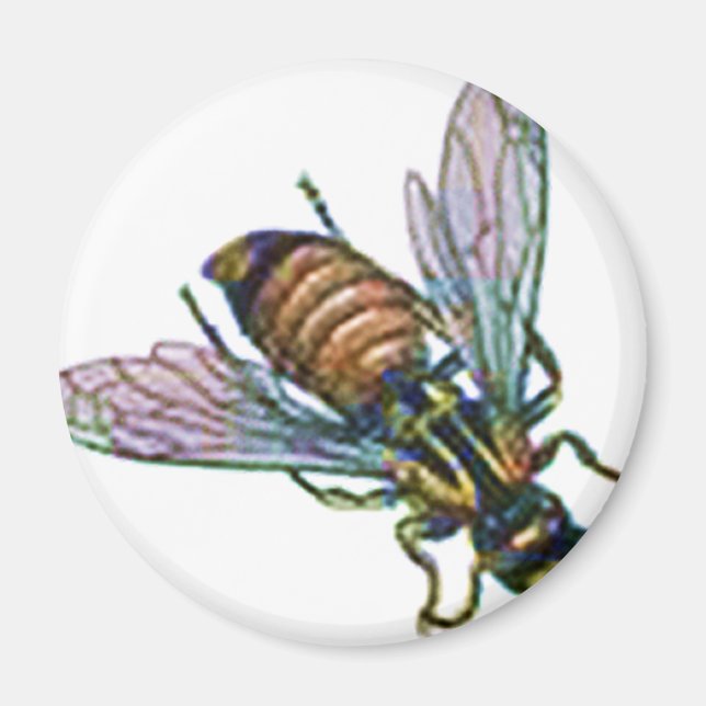 Wasp eller Hornet Magnet (Framsidan)