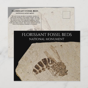 Wasp Fossil Florisgent Fossil Beds National Monume Vykort