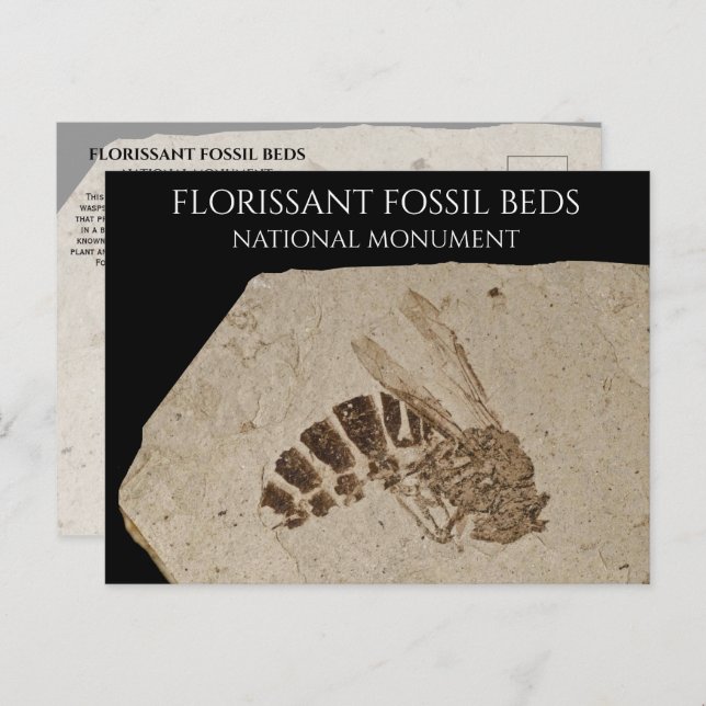 Wasp Fossil Florisgent Fossil Beds National Monume Vykort (Fram/baksida)
