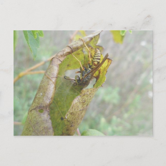 WASP-kontroll av Spindelnätets vykort (Framsida)