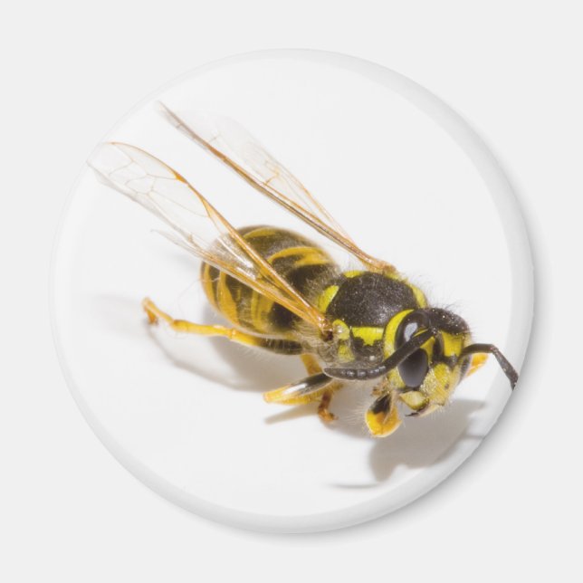 WASP MAGNET (Framsidan)
