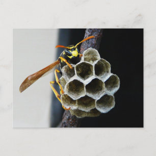 Wasp Nest and Worker Vykort