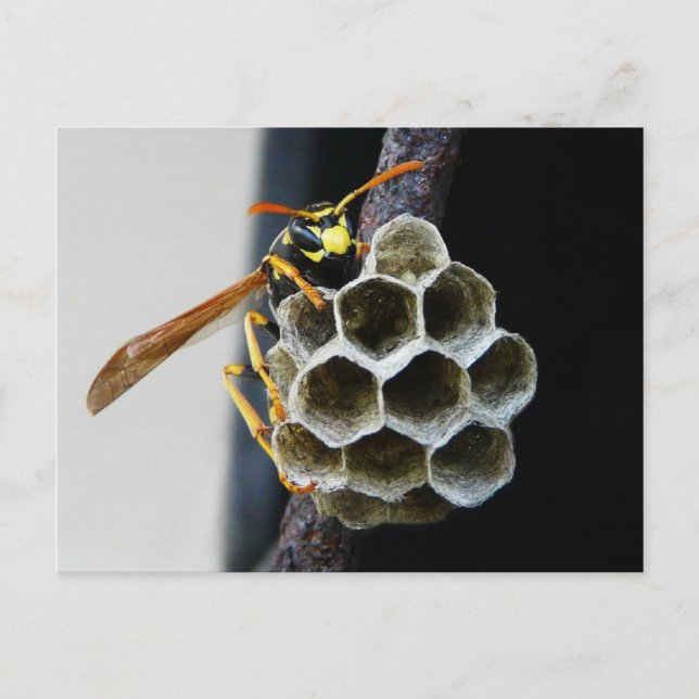 Wasp Nest and Worker Vykort (Framsida)