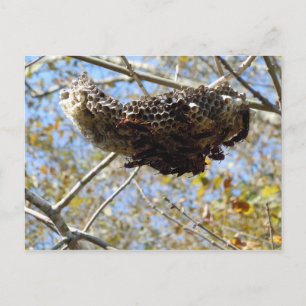 Wasp Nest! Yikes! Vykort