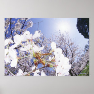 Wasp på den körsbärsröda blommar, tätt upp poster