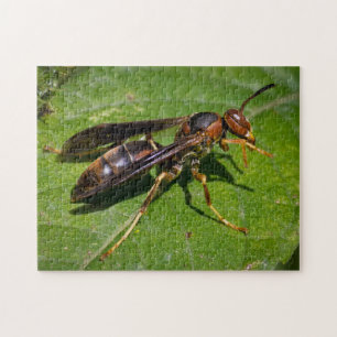 WASP PUSSEL