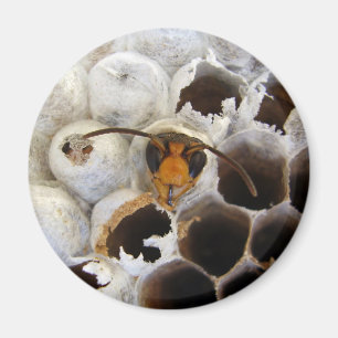WASP som kommer från Nest Magnet