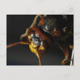 WASP VYKORT