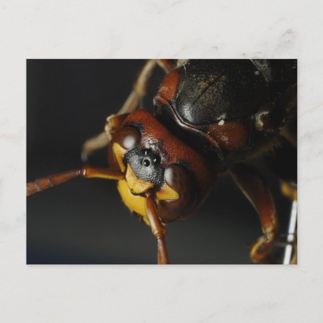 WASP VYKORT (Framsida)