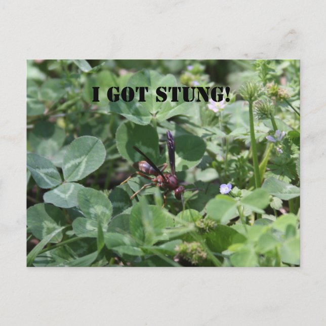 WASP VYKORT (Framsida)