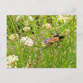 WASP-vykort för vild New mexico Vykort