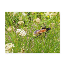 WASP-vykort för vild New mexico