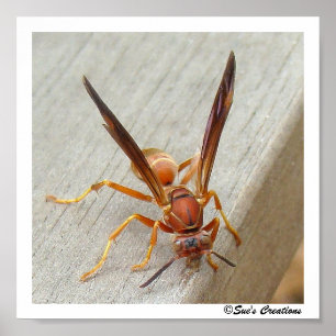 Waspen! Affisch