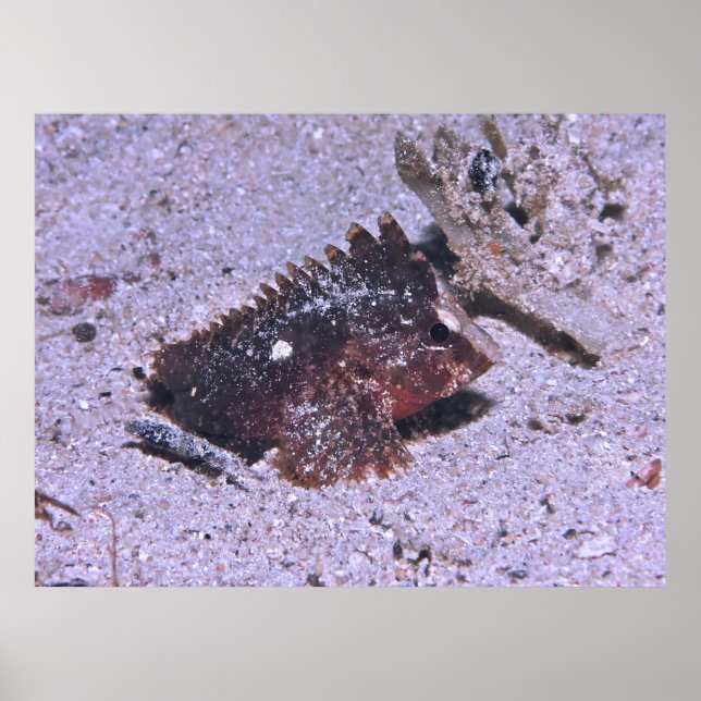 Waspfish Poster (Framsidan)