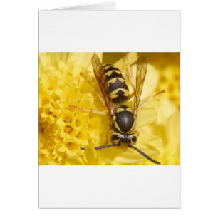 Wasps Hälsningskort