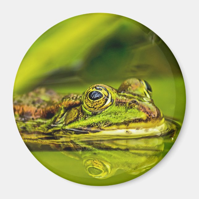 Wasserfrosch Magnet (Framsidan)