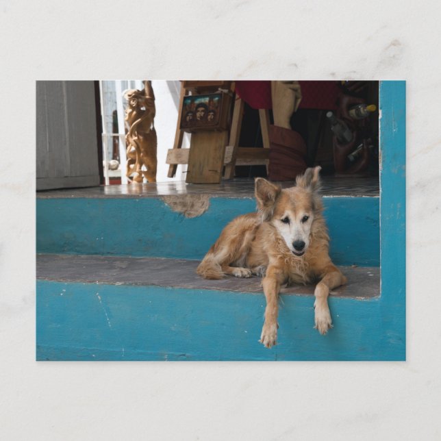 Watchdog. Vykort (Framsida)