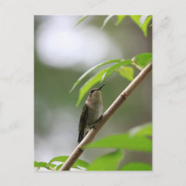 Watcher Hummingbird Vykort