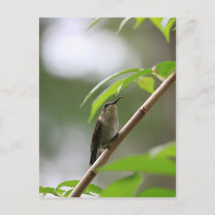 Watcher Hummingbird Vykort