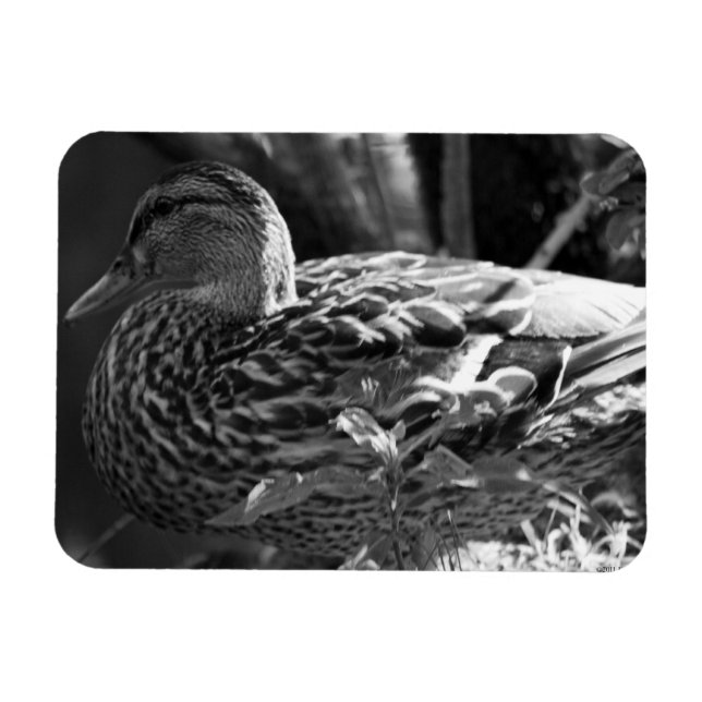 Watcher Magnet (Horisontell)