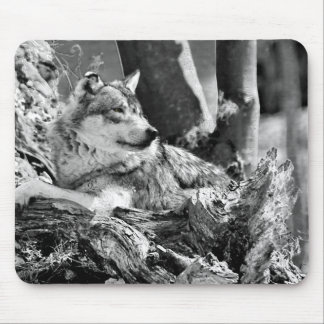 watchful varg musmatta