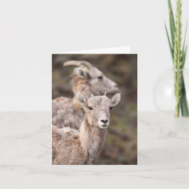 Watching Ewe - 4" x 5,6" Notekort Helgkort