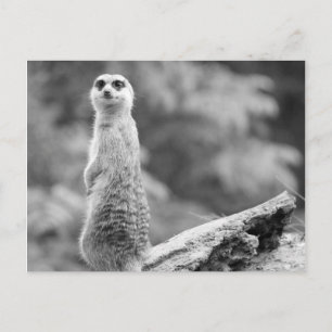"Watchman" Vykort
