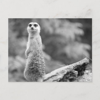 "Watchman" Vykort