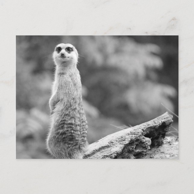"Watchman" Vykort (Framsida)