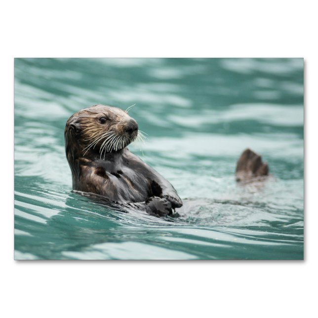 Watchning Sea Otter Bordsnummer (Framsidan)