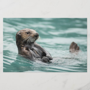Watchning Sea Otter Brevpapper