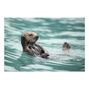Watchning Sea Otter Fototryck