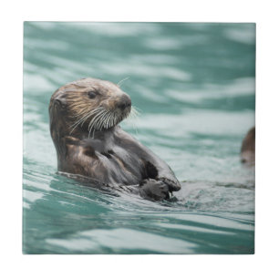 Watchning Sea Otter Kakelplatta