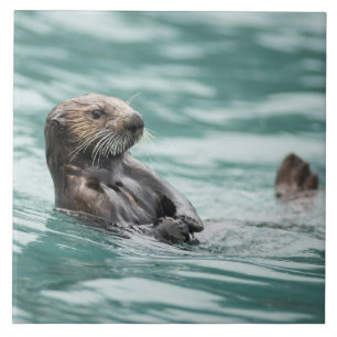 Watchning Sea Otter Kakelplatta