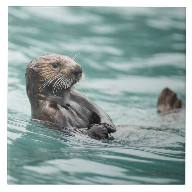 Watchning Sea Otter Kakelplatta (Framsidan)
