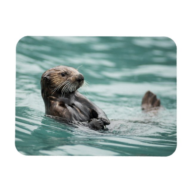 Watchning Sea Otter Magnet (Horisontell)