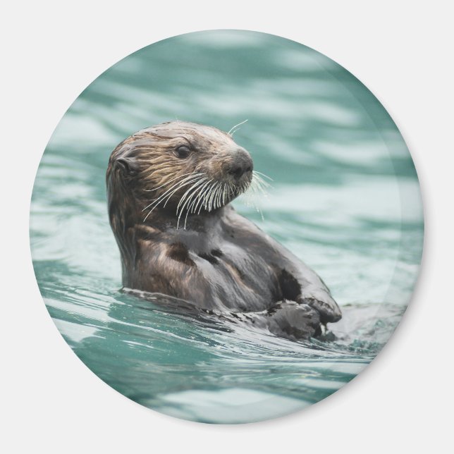Watchning Sea Otter Magnet (Framsidan)