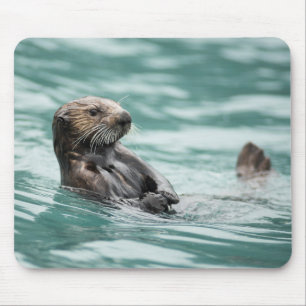 Watchning Sea Otter Musmatta