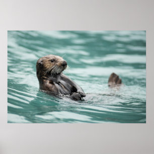 Watchning Sea Otter Poster